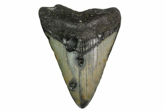 Bargain, Megalodon Tooth - North Carolina #152943